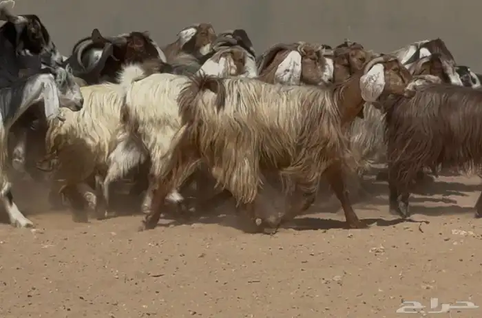 معزا عوارض ومصريات فاااخره صفر وربد العدد 31 1