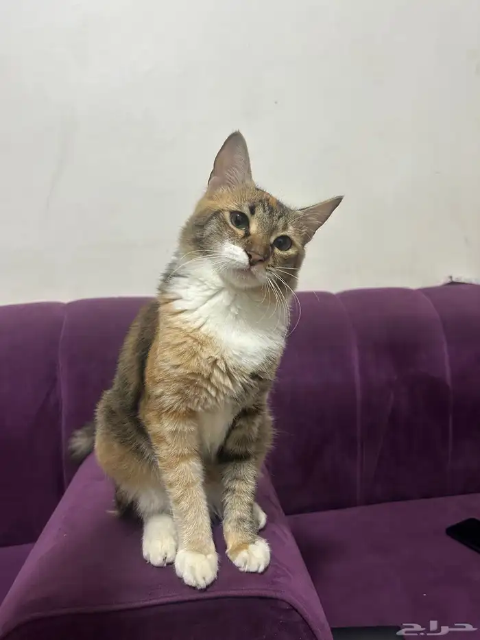 للتبني قطه أنثى العمر تقريبا من 7 أشهر إلى 8 اشهر 7