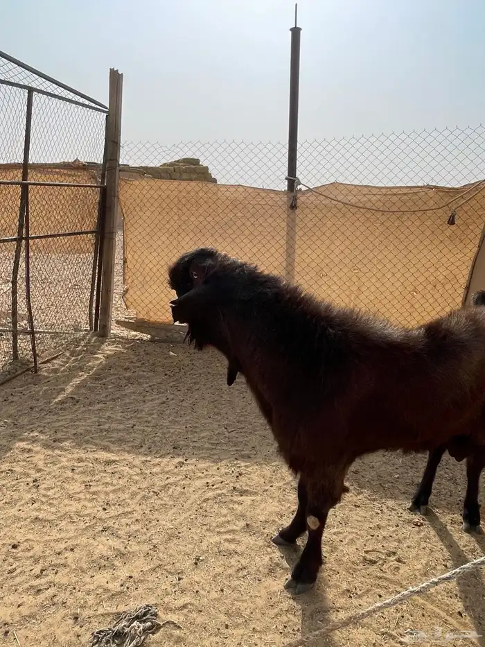 للبيع تيس شامي صنف وجرم طيب 1