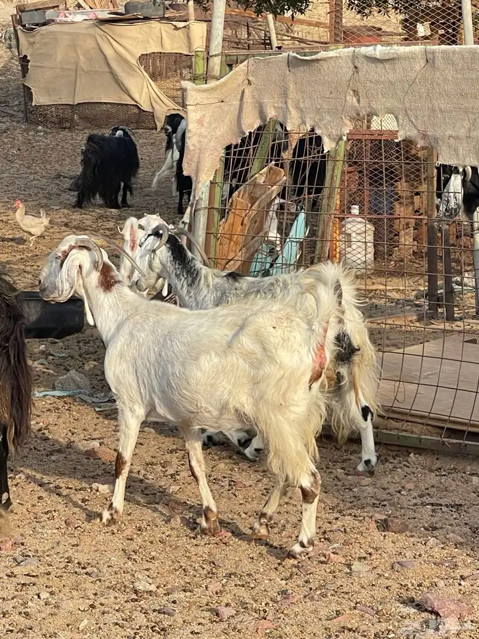 معزا للبيع 1