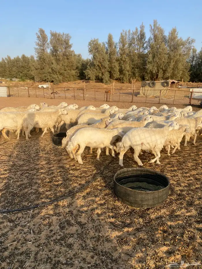 لبيع حريات رخال 1