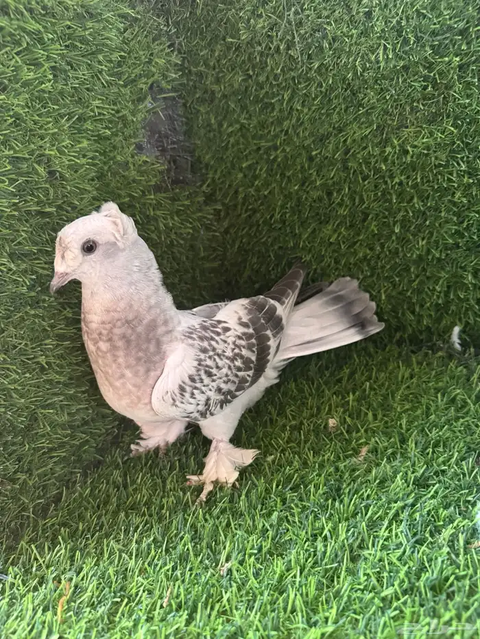 طبات ثلجي دبل كرست 4