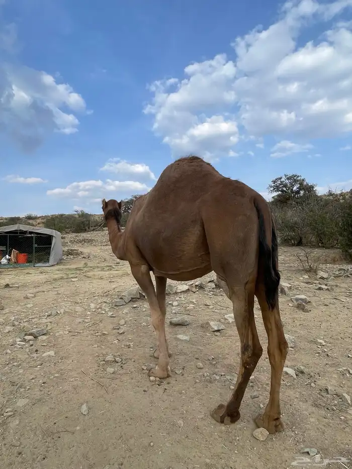 ابل 2
