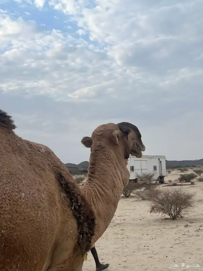 بعير احمر منتج وانتاجه ماجود سنه ناب وشرط من كل العذاريب 3
