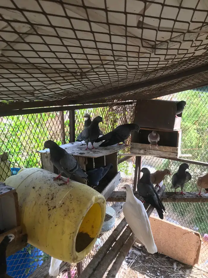 صنعاني شيبه أزرق 6