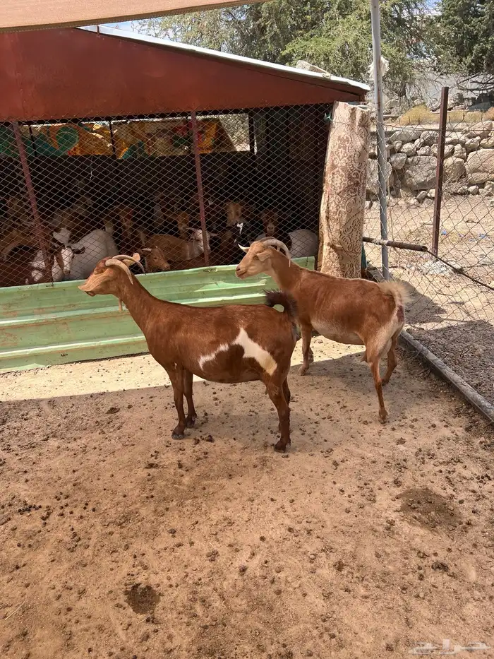 ماعز صنف دفيع قريب الولاده من سلالة الدهم 0