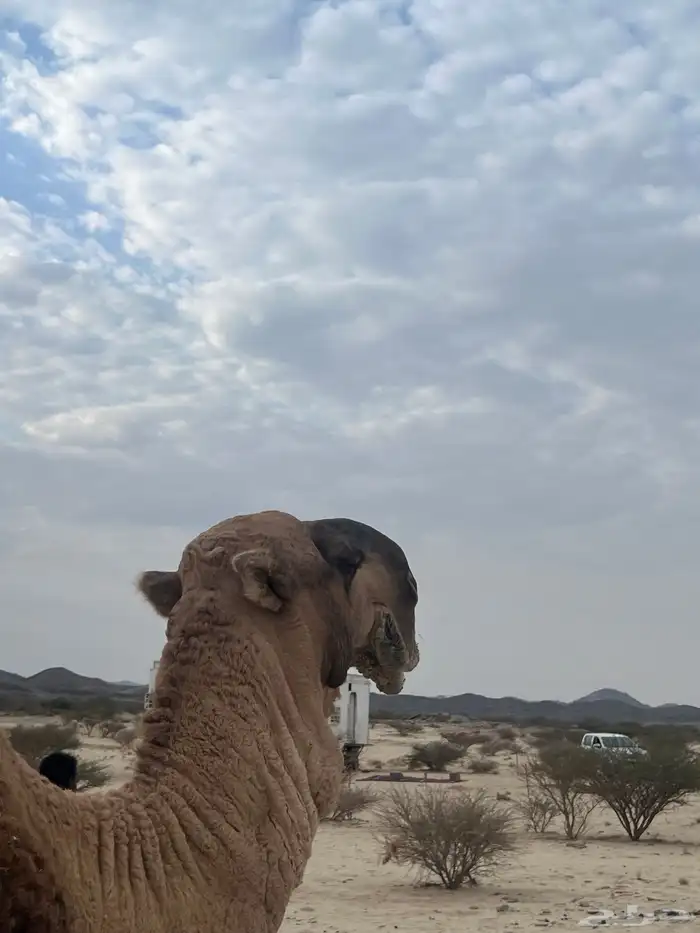 بعير احمر منتج وانتاجه ماجود سنه ناب وشرط من كل العذاريب 1