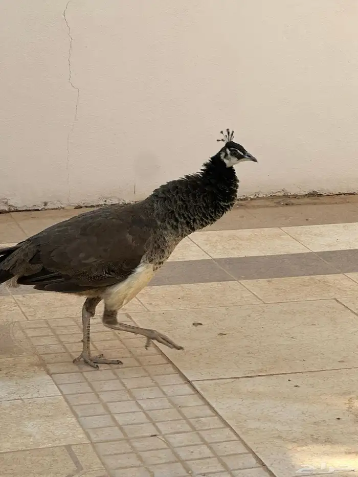 طاووس 6