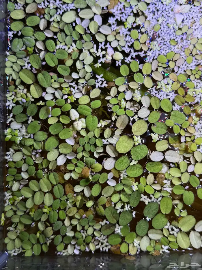نبات طافي لاحواض السمك 0