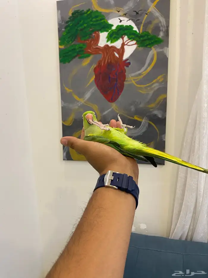 ذكر دره هندي مجنون ولافه ونادر تحصل مثل ولافته 0