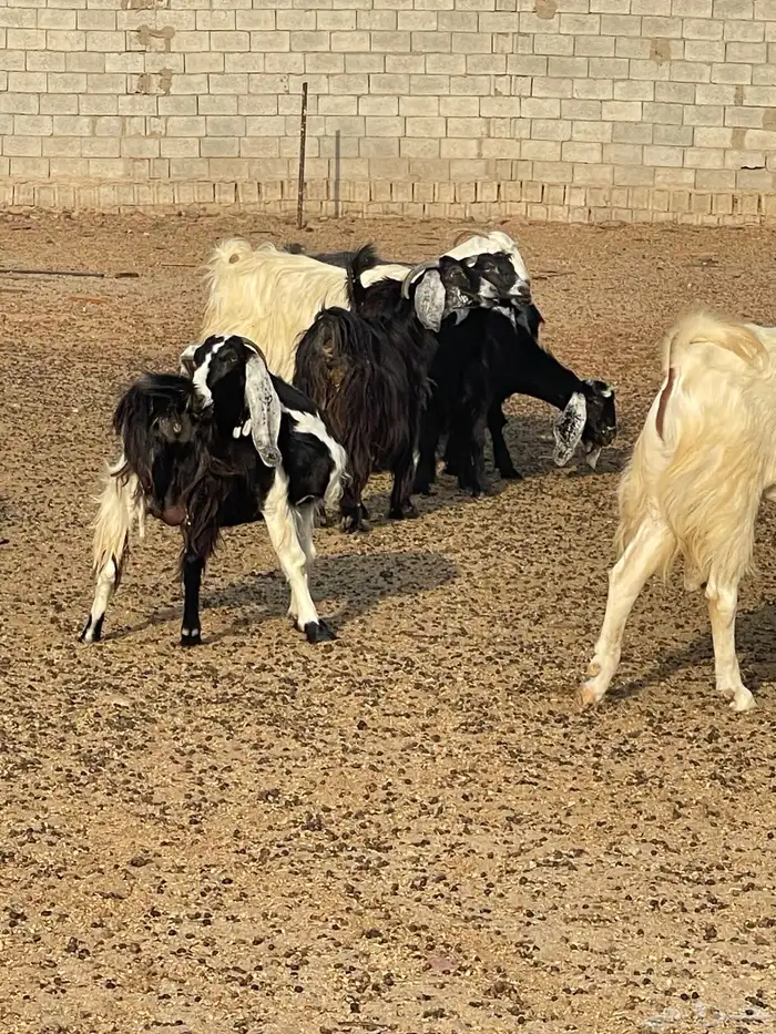 معزا للبيع 3