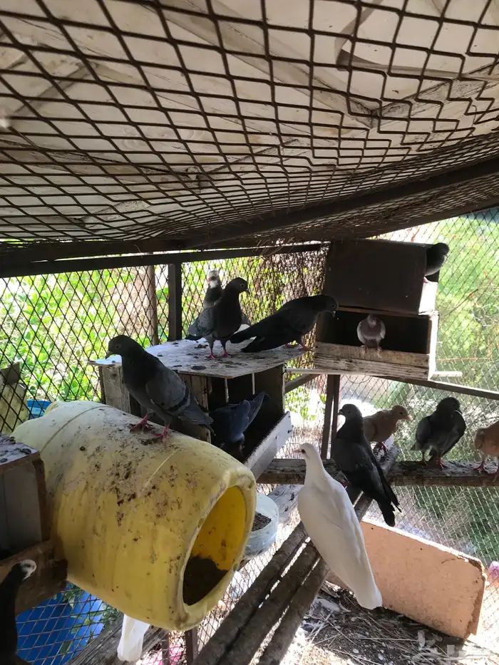 صنعاني شيبه أزرق 7