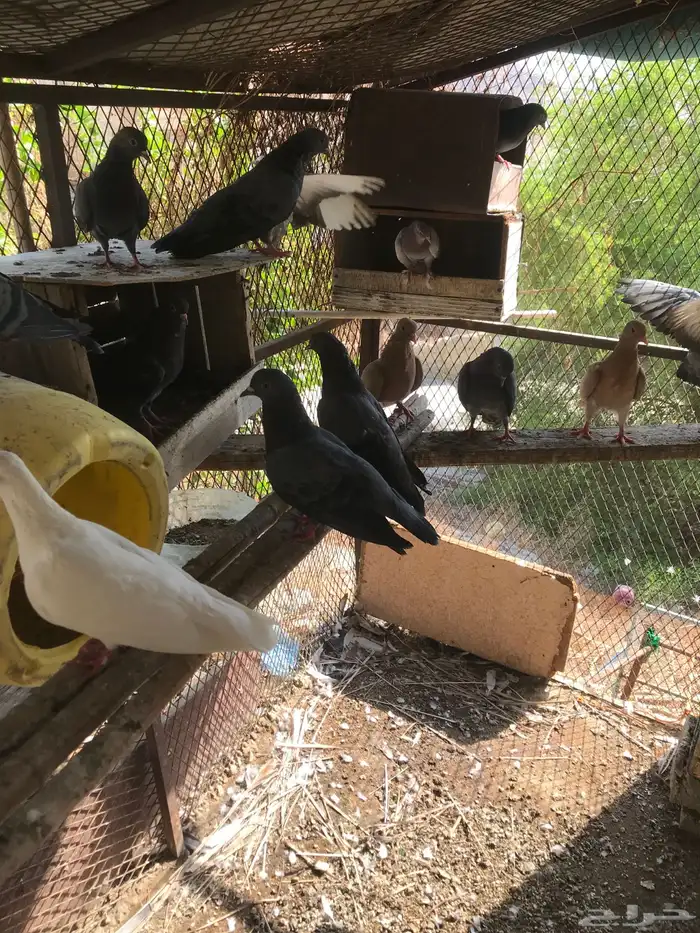 صنعاني شيبه أزرق 0