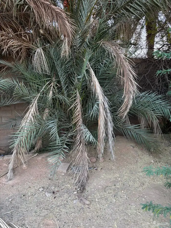 مجانا نخل وفسائل نخل مجانا بدون مقابل 1