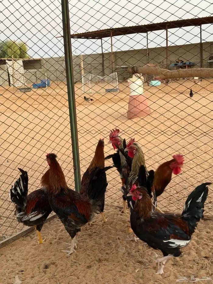 ديوك عربي ابوتاج 9
