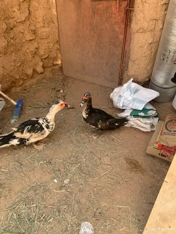 ذكور بح 2