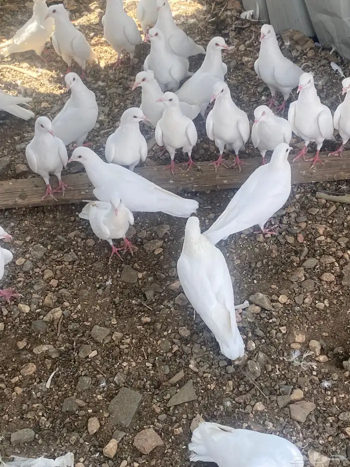حمام فرنسي منتج 9