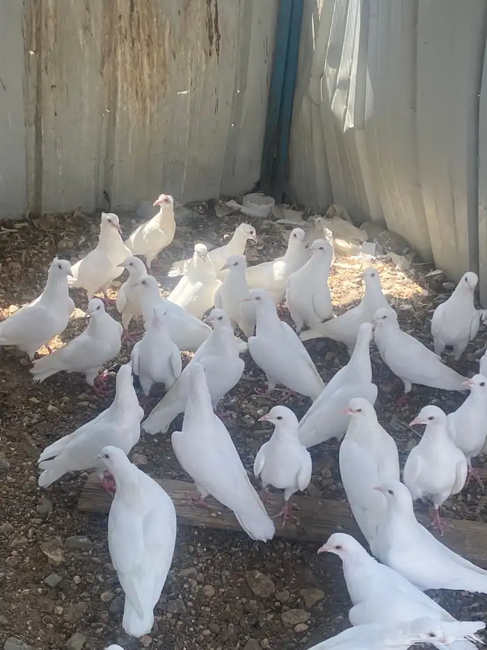 حمام فرنسي منتج 3