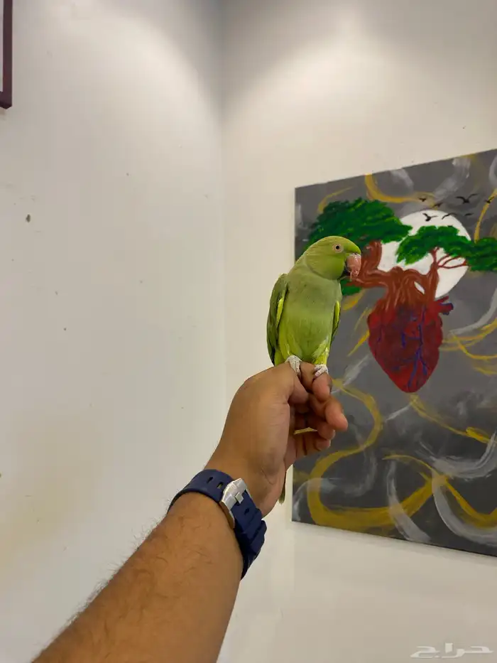 ذكر دره هندي مجنون ولافه ونادر تحصل مثل ولافته 3