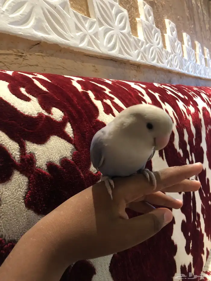 عصفور روز لونه مميز لايجي الصامل معه اكل وقفص 0