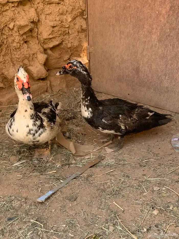ذكور بح 0
