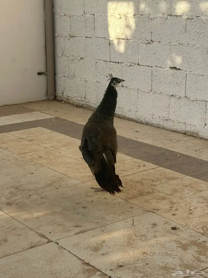 طاووس 5