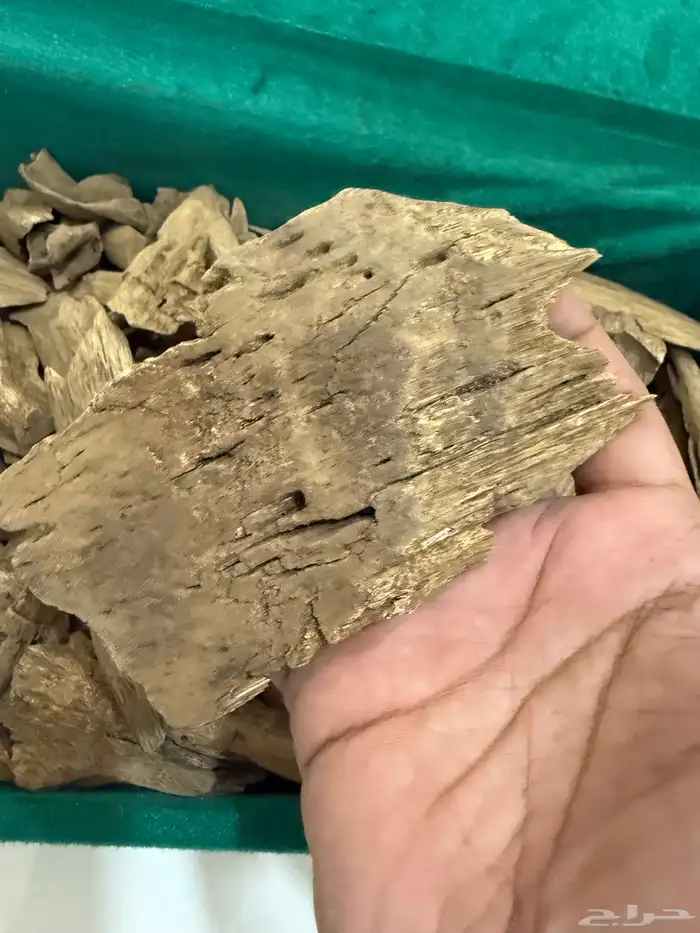 عود مروكي حي آصقون طبيعي 6