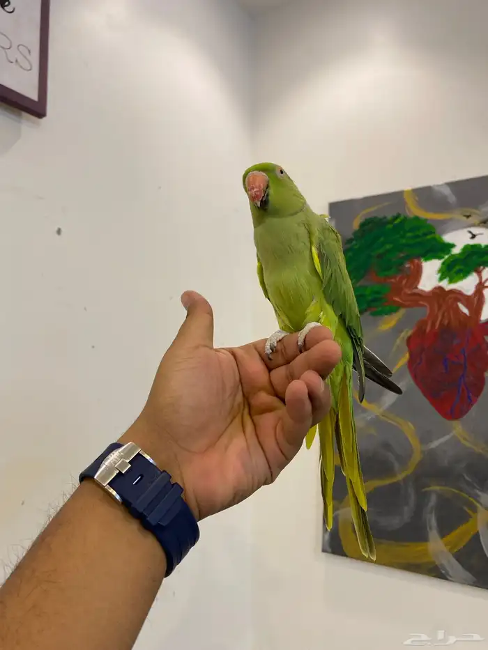 ذكر دره هندي مجنون ولافه ونادر تحصل مثل ولافته 8