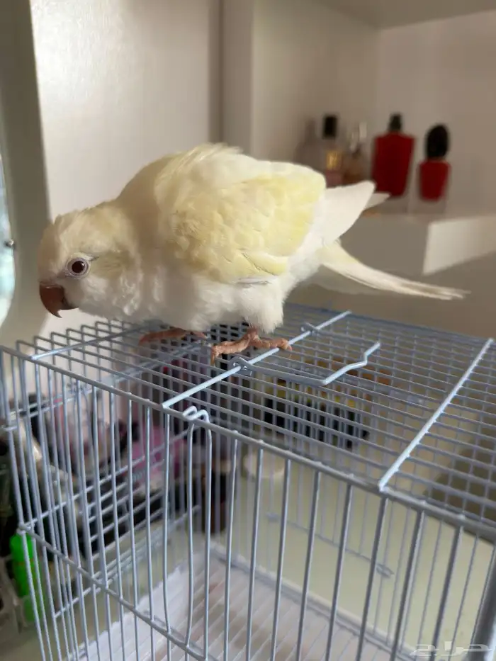 للبيع فرخ ببغاء كويكر اينو ماشاءالله 1