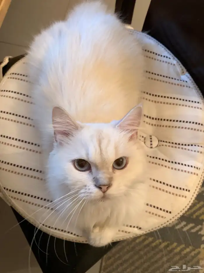 rescued cat for adoption 2