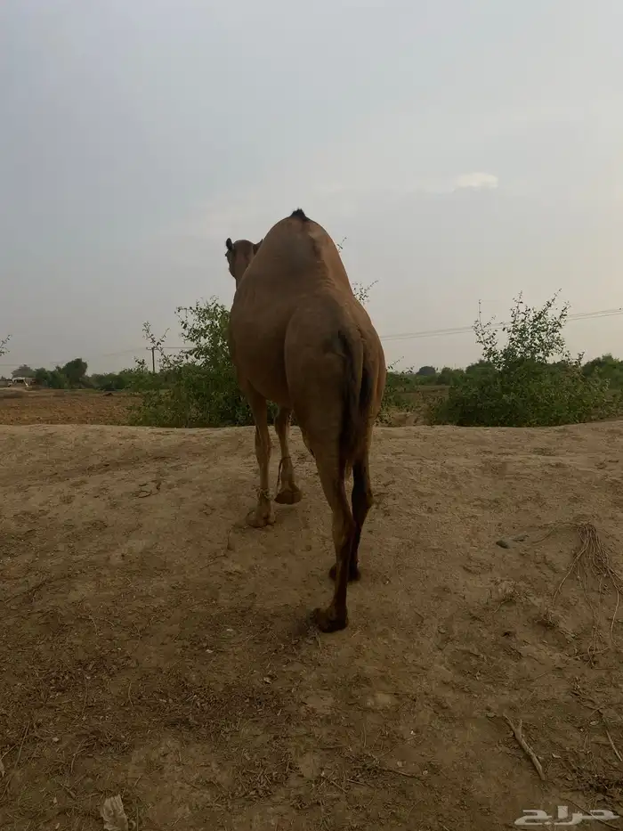 اعرض لكم ناقه سديس جنبه 4