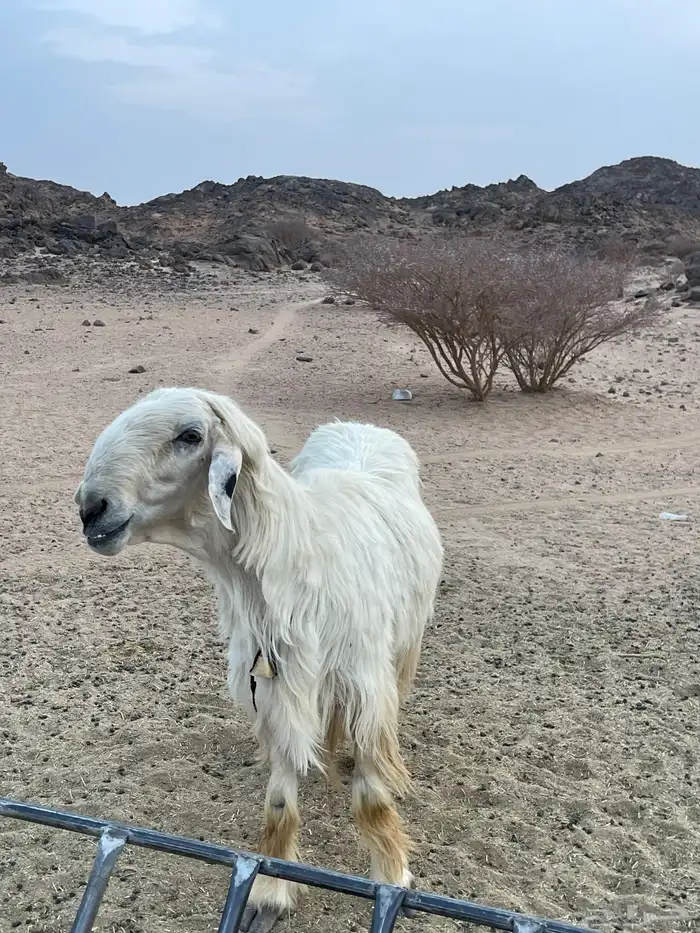 خروف عيسي 3