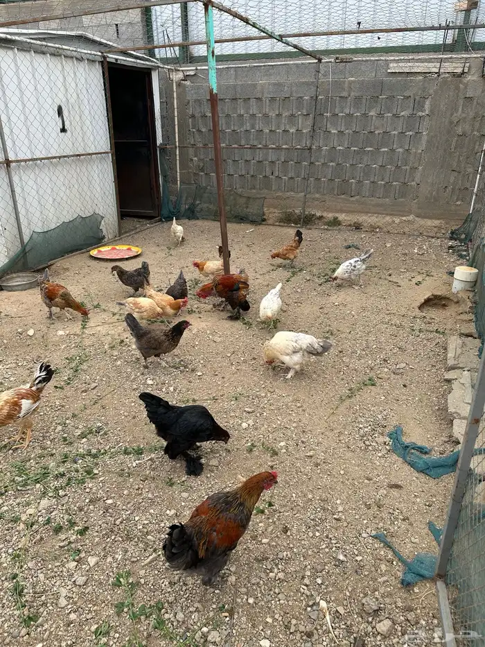 دجاج للبيع 1