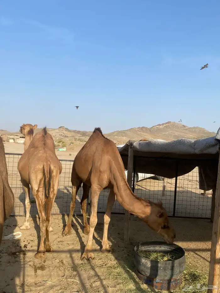 للبيع بكرتين لقح سواحل )تم البيع خارج الموقع 0