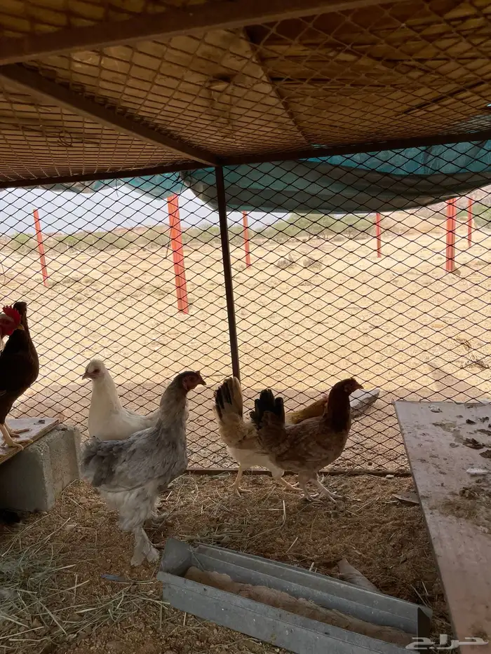 دجاج براهما وبلدي 7