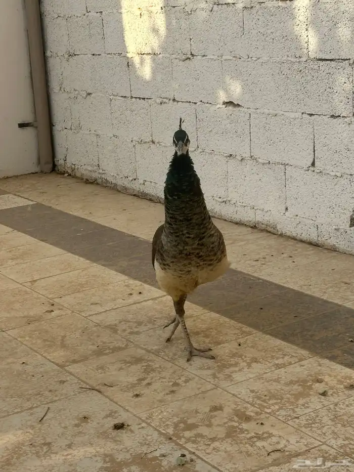 طاووس 2
