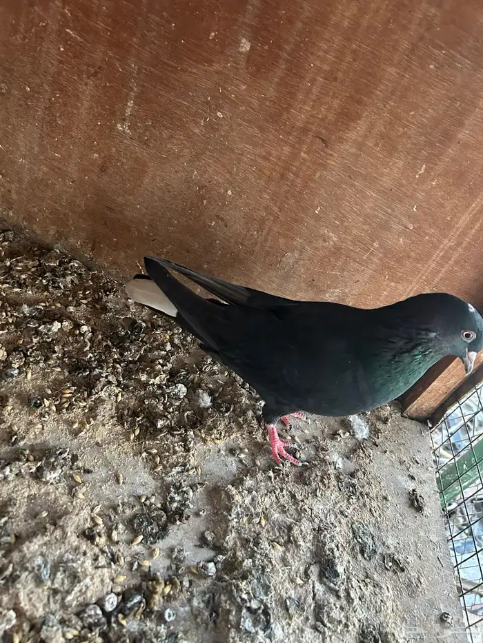 حمام قلاب قطايف 1
