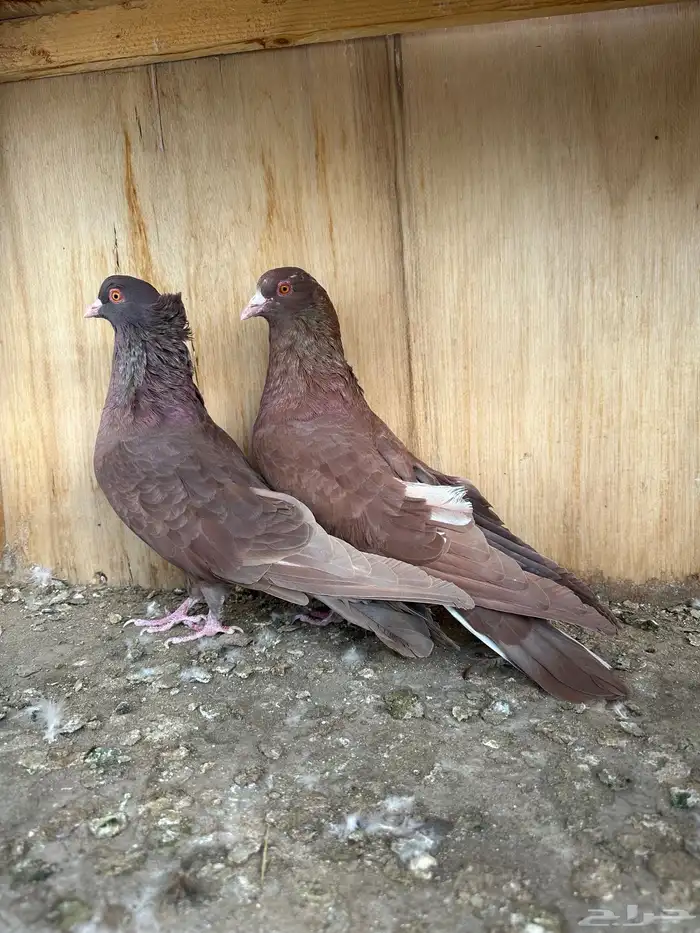 حمام مصري 3 ازواج 4