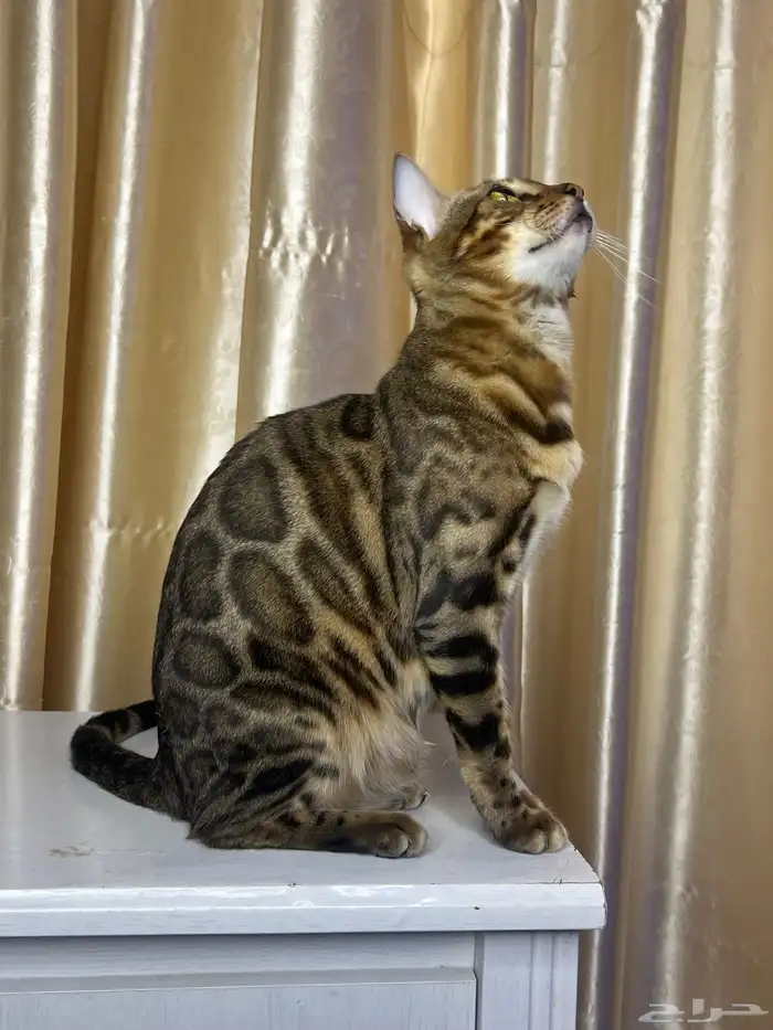 Bengal kittens for sale 1