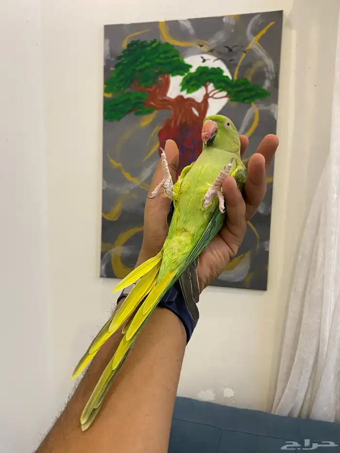 ذكر دره هندي مجنون ولافه ونادر تحصل مثل ولافته 2