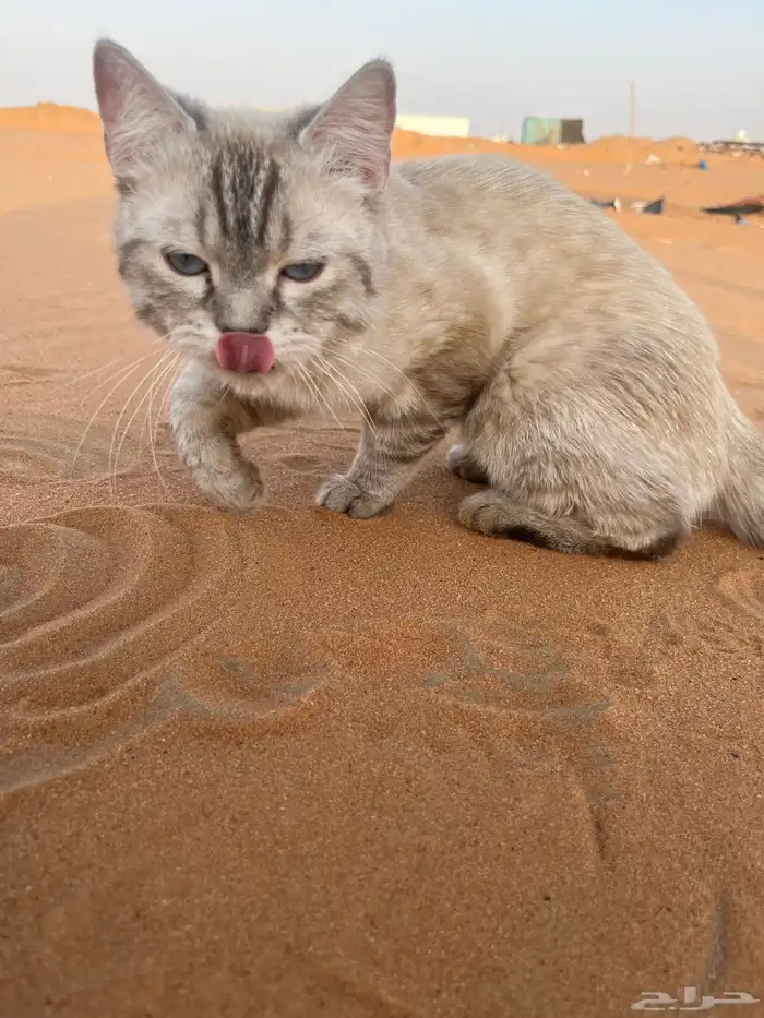 قط هملايا 0