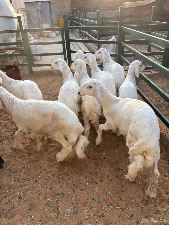 طليان حري بريه طيبه مره مقفله شحم وطرف 3