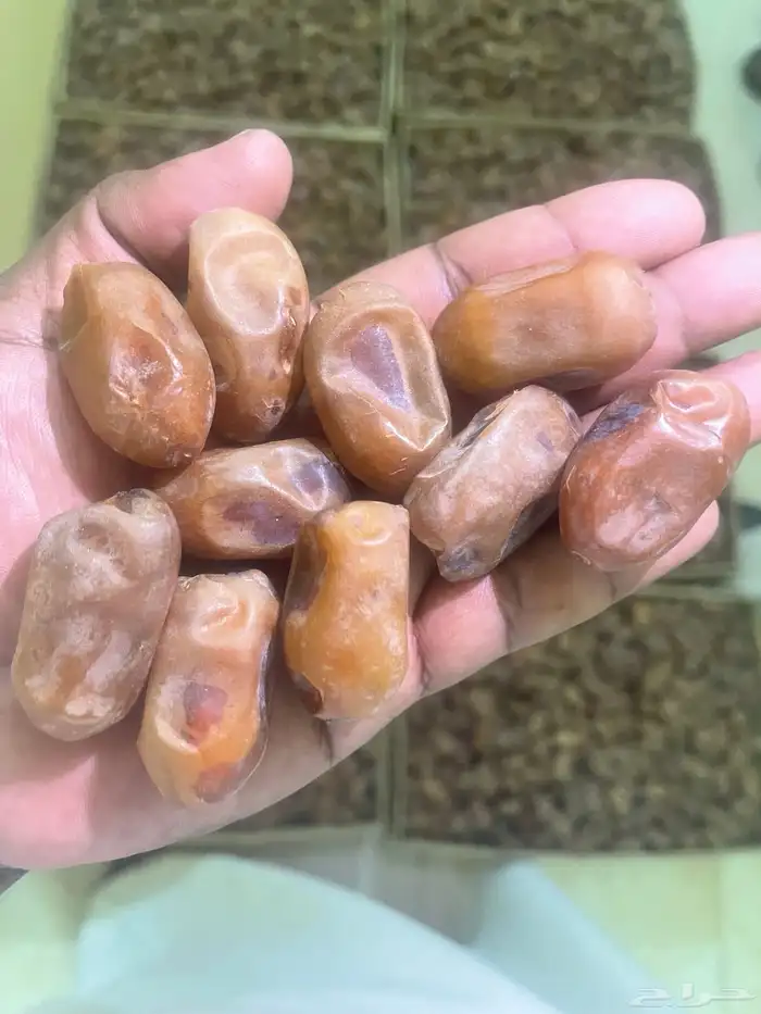 تمر خلاص الاحساء وشيشي فواخر التمور تمور مزارع الريحان 0