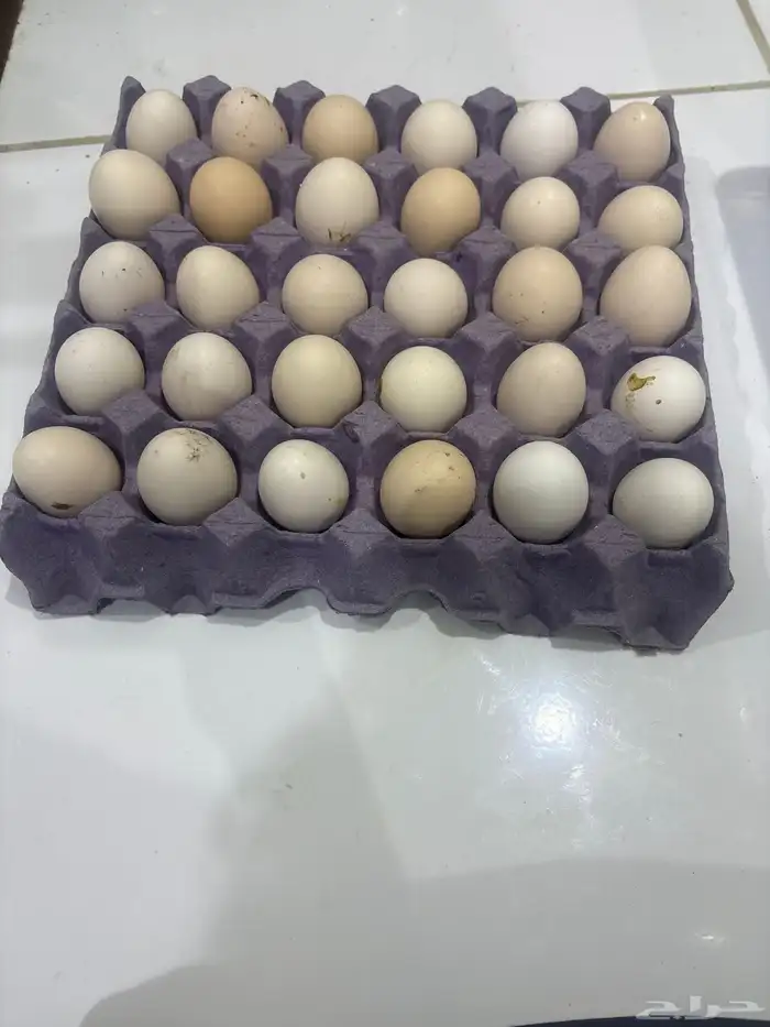 بيض بلدي 0