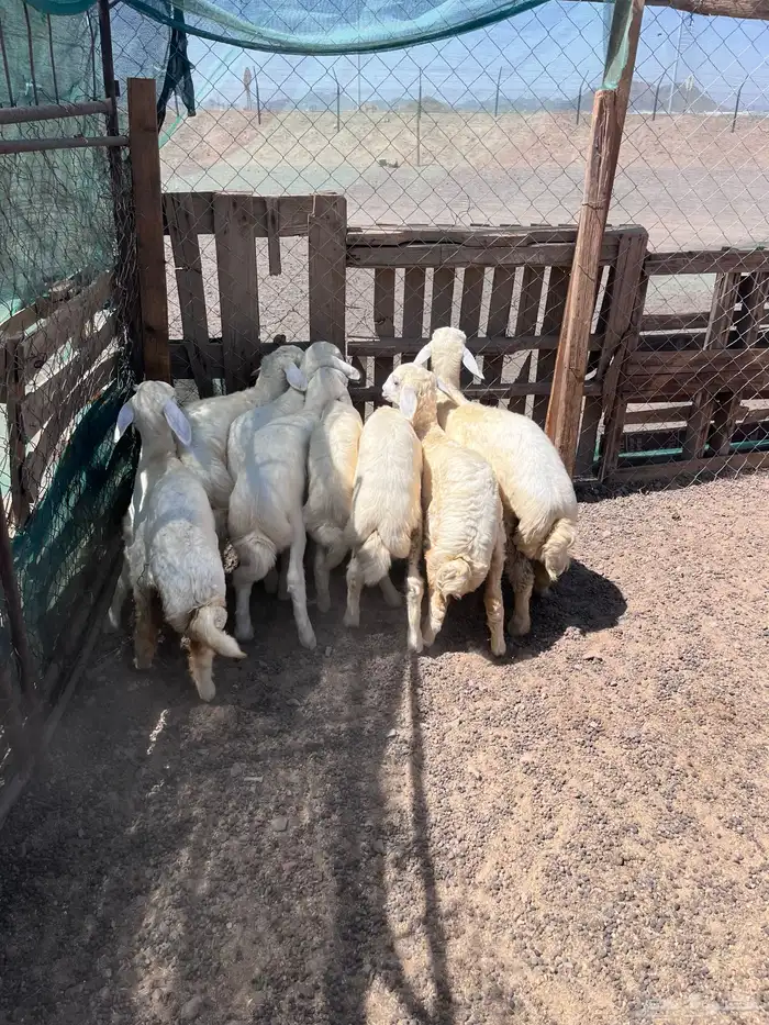 طليان 7