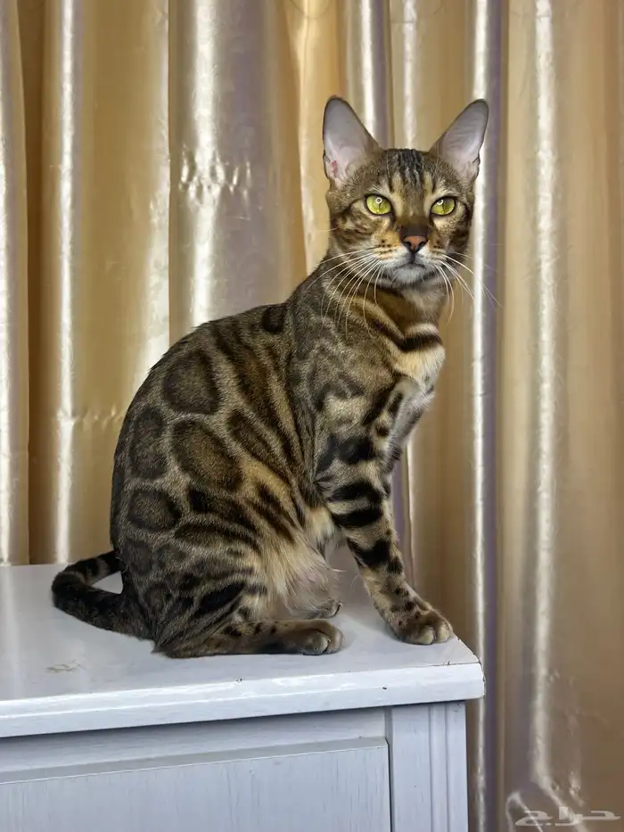 Bengal kittens for sale 0