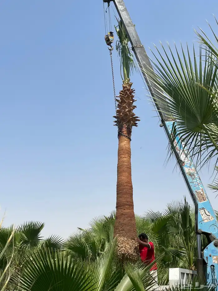 نخل واشنطونياء زينة مقاسات من 4 متر إلى 7 متر 3