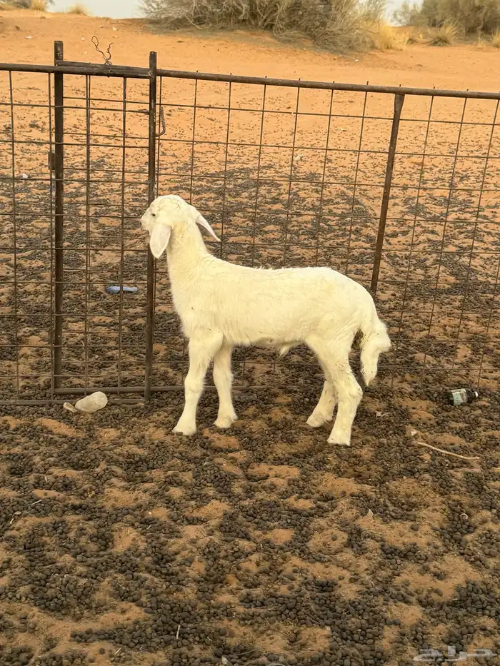 داغور خروف 0