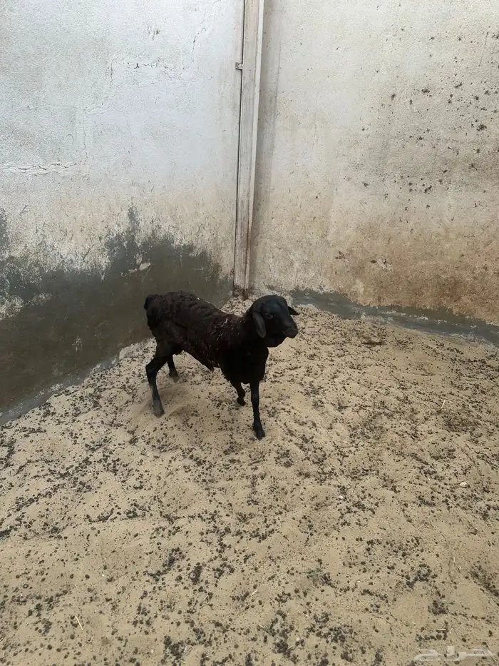 للبيع خرفان بربري دبايح 5