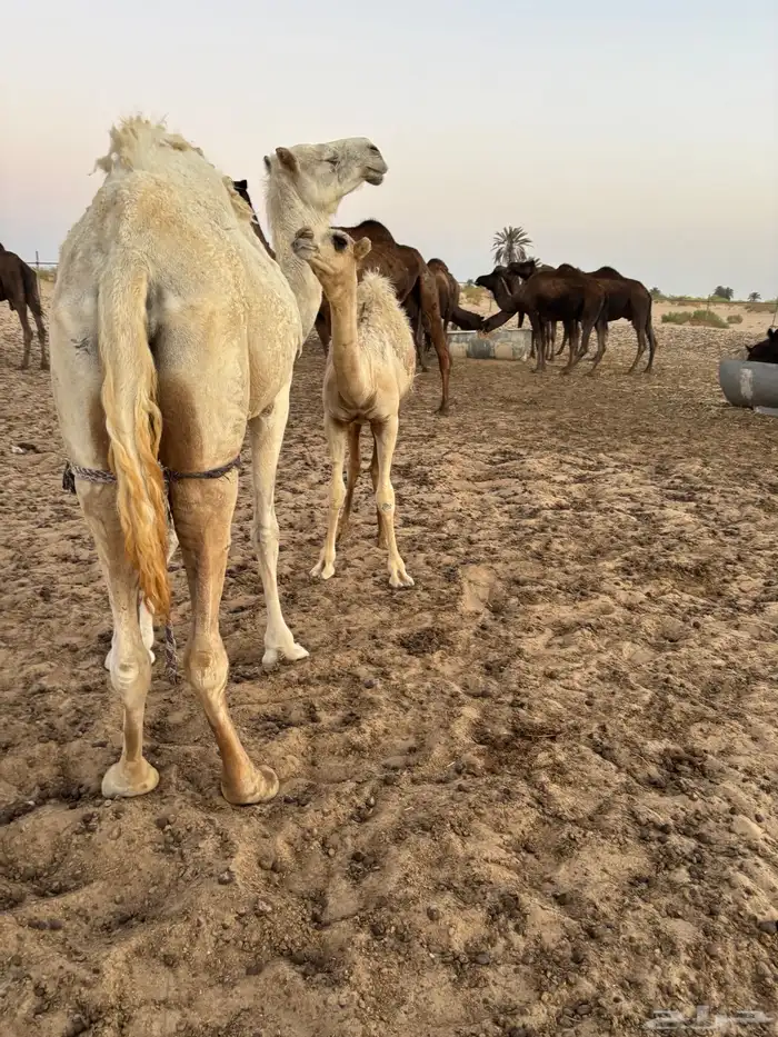 عشرا للبيع 0